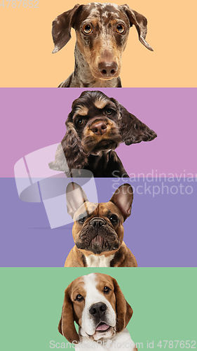 Image of Art collage made of funny dogs different breeds on multicolored studio background.