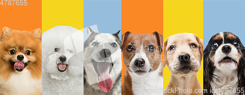 Image of Art collage made of funny dogs different breeds on multicolored studio background.