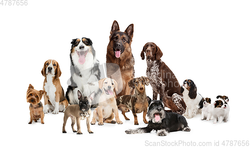 Image of Art collage made of funny dogs different breeds posing isolated over white studio background.