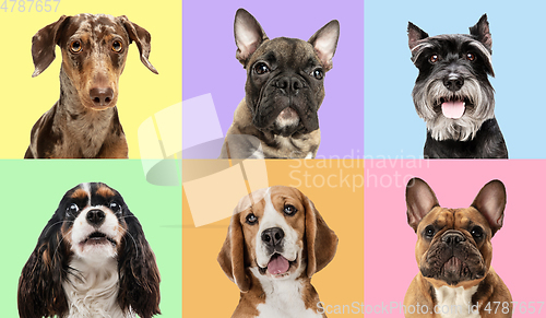 Image of Art collage made of funny dogs different breeds on multicolored studio background.