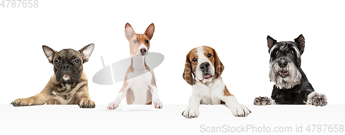 Image of Art collage made of funny dogs different breeds posing isolated over white studio background.