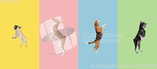 Image of Art collage made of funny flying dogs different breeds jumping high on multicolored studio background.