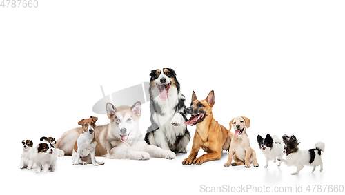 Image of Art collage made of funny dogs different breeds posing isolated over white studio background.