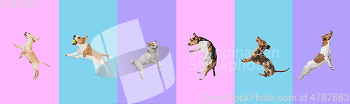 Image of Art collage made of funny flying dogs different breeds jumping high on multicolored studio background.