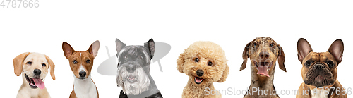 Image of Art collage made of funny dogs different breeds posing isolated over white studio background.
