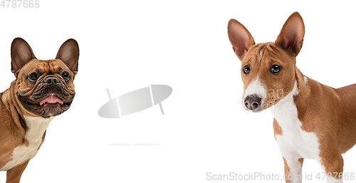 Image of Art collage made of funny dogs different breeds posing isolated over white studio background.