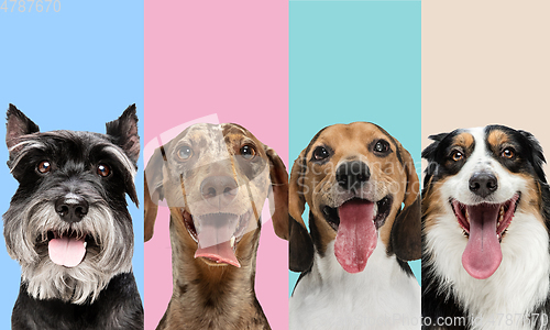 Image of Art collage made of funny dogs different breeds on multicolored studio background.