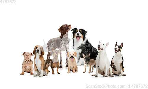 Image of Art collage made of funny dogs different breeds posing isolated over white studio background.