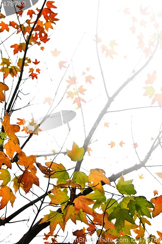 Image of Fall maple leaves background