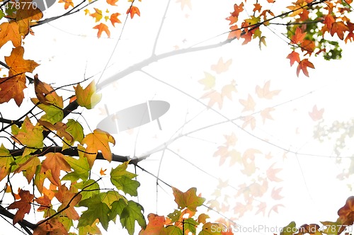 Image of Fall maple leaves background