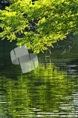 Image of Green reflections in water