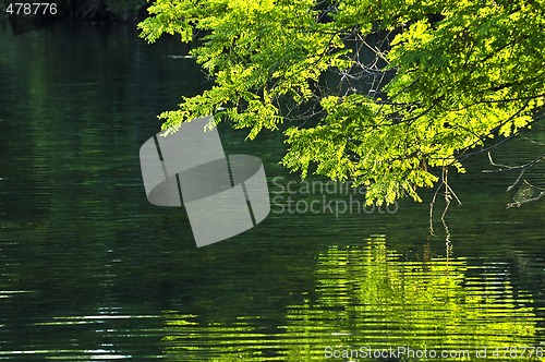 Image of Green reflections in water