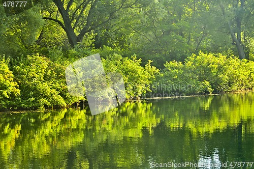 Image of Green reflections in water