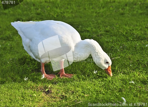 Image of White goose