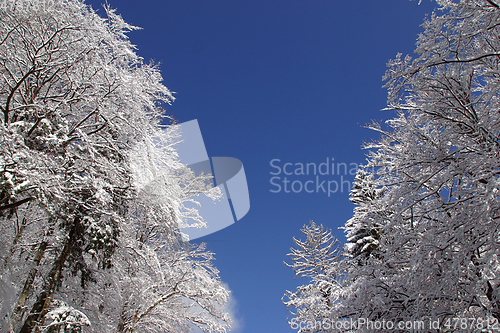 Image of Winter landscape trees under snow