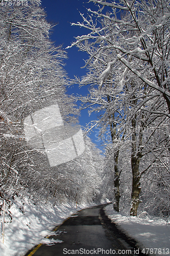 Image of Winter landscape trees under snow