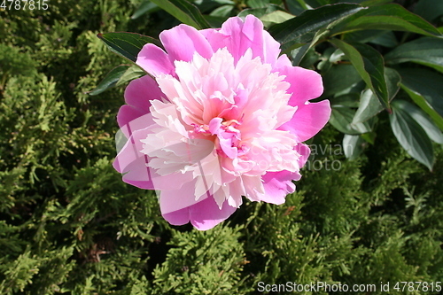 Image of Peony in blossom