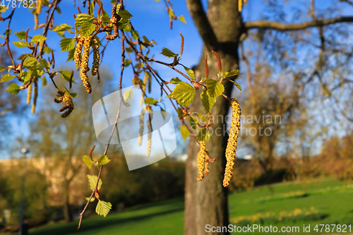 Image of Birch Tree Blossoms in the Spring