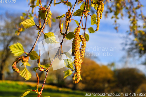 Image of Birch Tree Blossoms Close Up