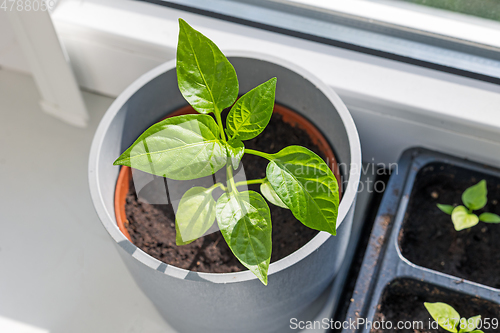 Image of green pepper sprout