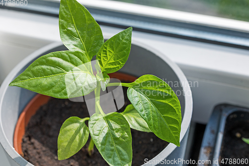 Image of green pepper sprout