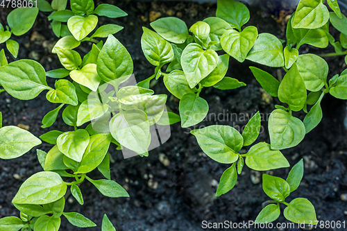 Image of green pepper sprouts