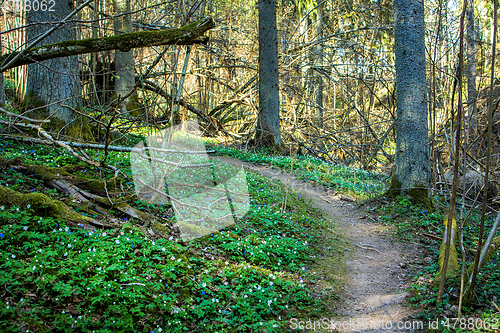 Image of footpath through an overgrown forest