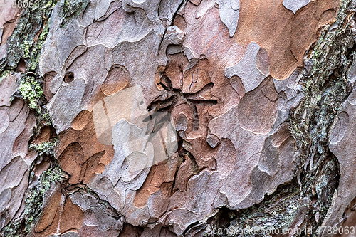 Image of pine skin macro