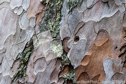 Image of pine skin macro