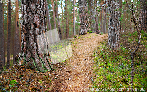 Image of trail through the forest