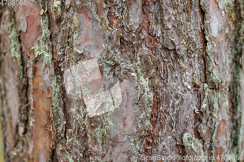 Image of pine skin macro