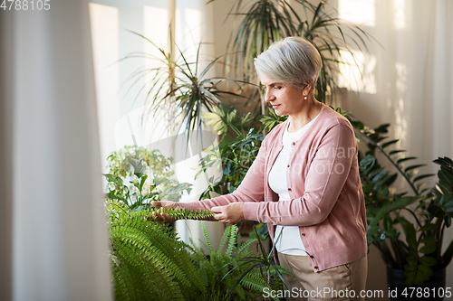 Image of senior woman takes care of houseplant at home