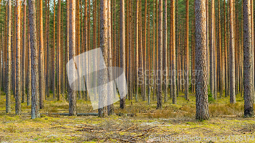 Image of forest of pines