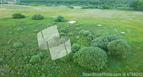 Image of Springtime wetland in fresh green meadow