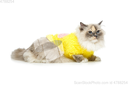 Image of beautiful birma cat in yellow pullover