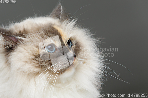 Image of beautiful birma cat in pink dress