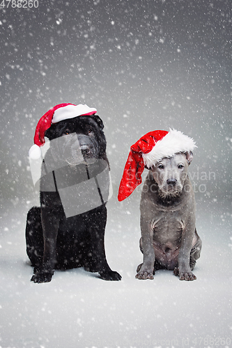 Image of thai ridgeback puppy and shar pei dog