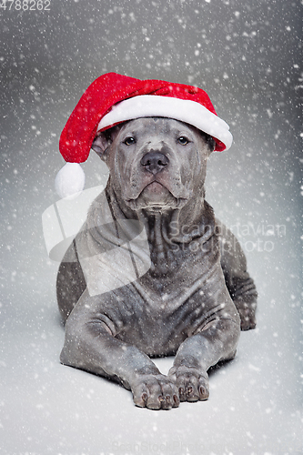 Image of thai ridgeback puppy in xmas hat