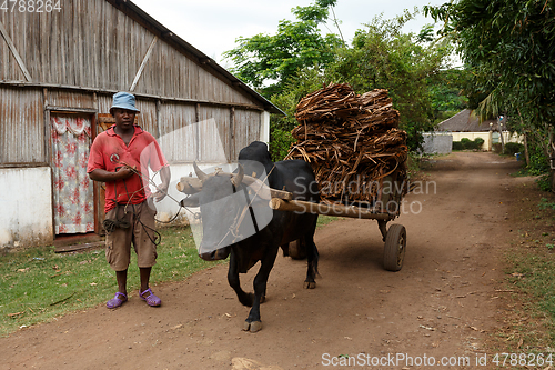 Image of Malagasy farmer riding ox cart in Nosy Be, Madagascar