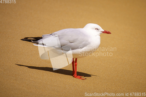 Image of beautiful seagull at the sandy beach