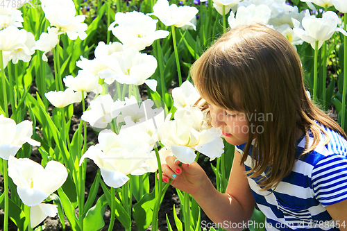 Image of little girl smells tulips on the flower-bed