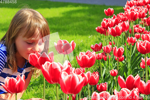 Image of little girl smells red tulips on the flower-bed