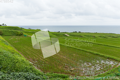 Image of Fresh Rice meadow