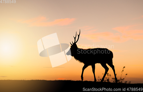 Image of Silhouette of doe deer under sunset