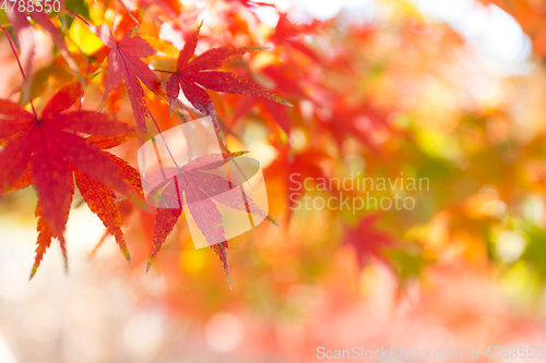 Image of Autumn Maple leaf