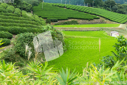 Image of Tea field and rice meadow