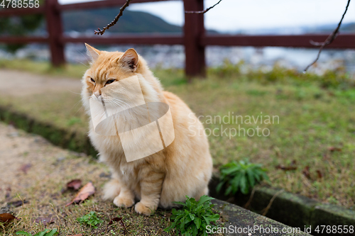 Image of Adorable cat sitting at park