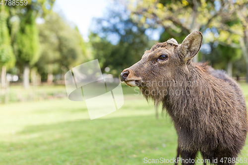 Image of Stag deer