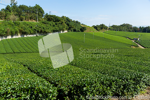 Image of Tea plantation field