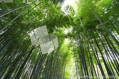 Image of Green Bamboo forest